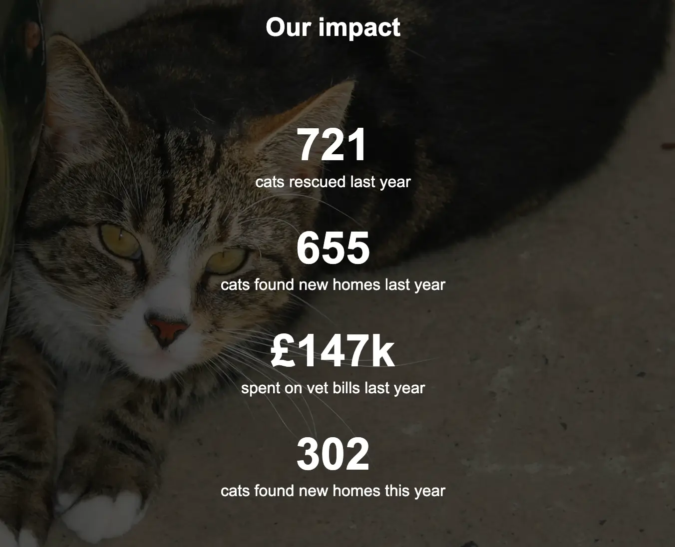 Yorkshire Cat Rescue Impact